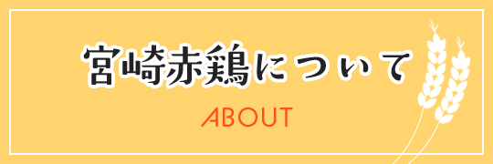 宮崎赤鶏について