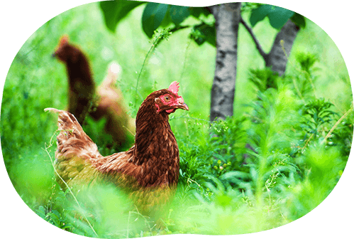 株式会社　東久保養鶏